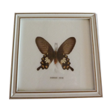 Butterfly frame