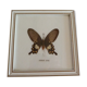 Butterfly frame