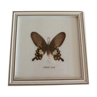 Butterfly frame