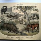 Old engraving from 1886 - Cow, sheep and goat - Lithograph of a farm