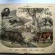 Gravure ancienne de 1886 - Vache, mouton et chèvre - Lithographie ferme