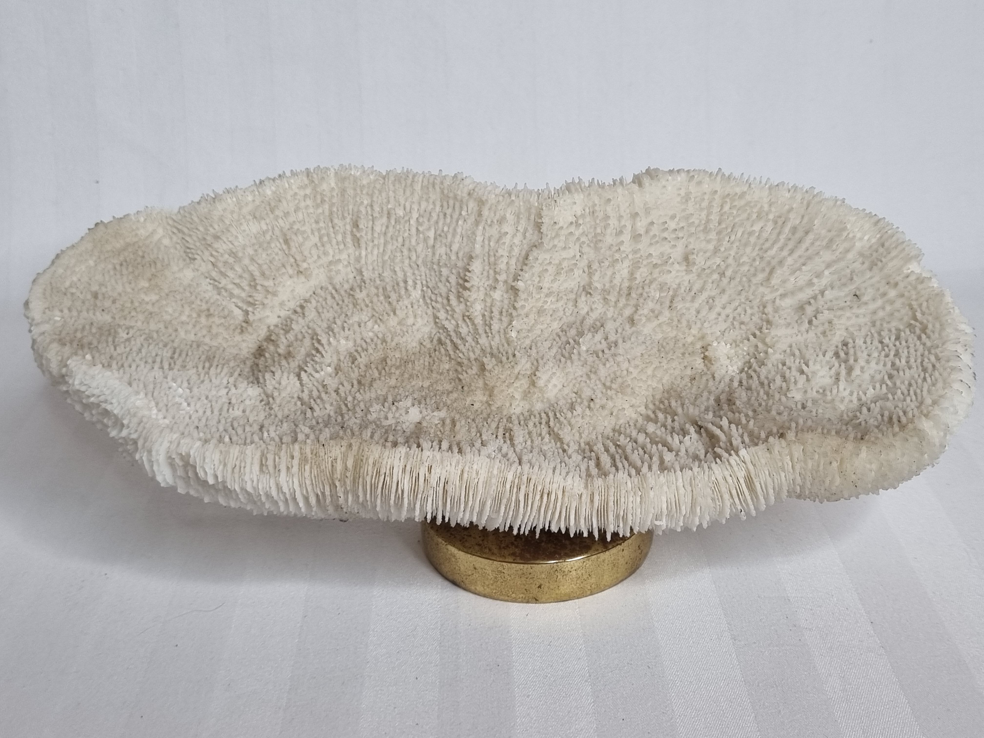 Old white coral on brass base "Pacific Shell", 28 cm