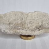 Old white coral on brass base "Pacific Shell", 28 cm