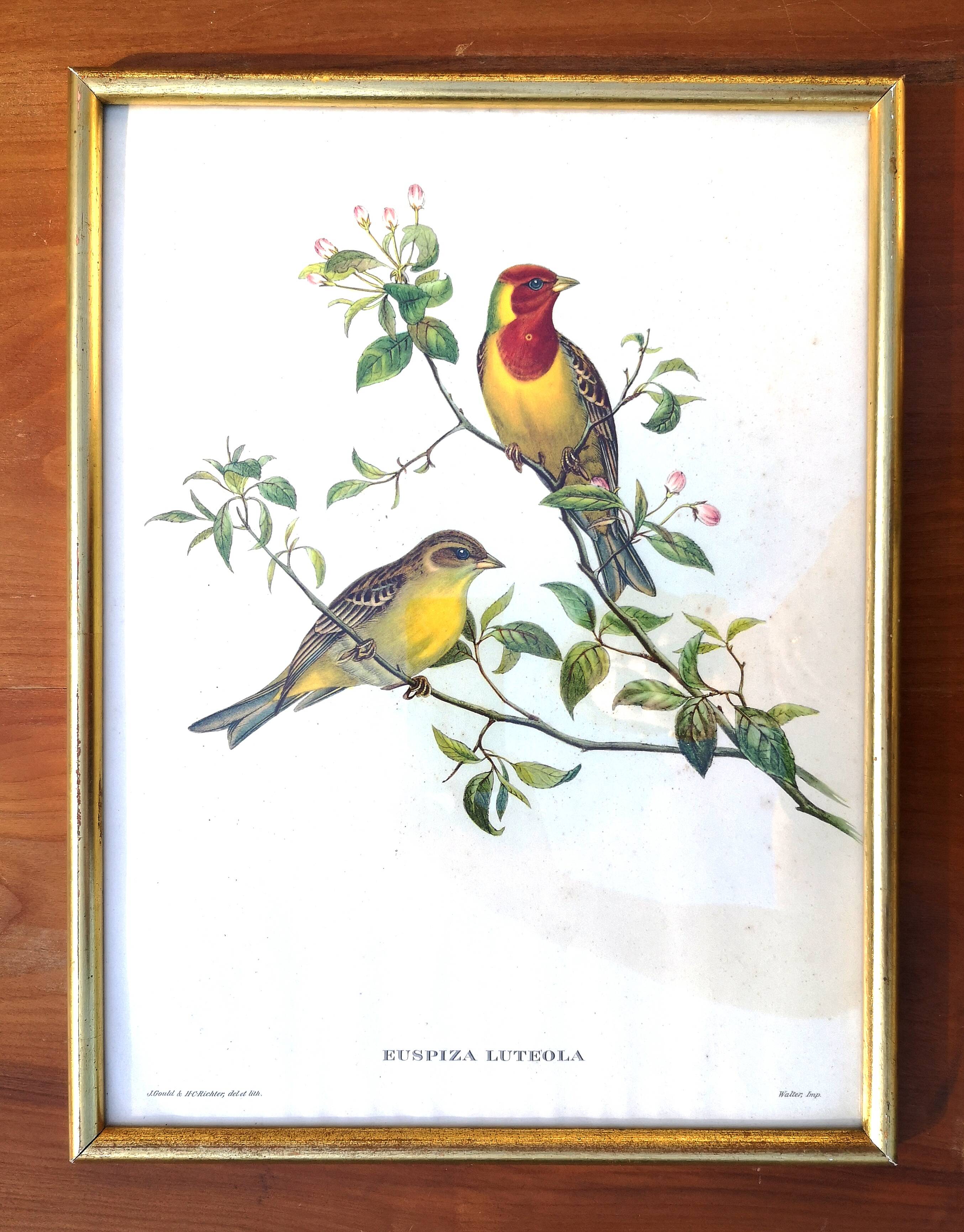 Framed lithograph by J. Gould and HC Richter