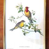 Framed lithograph by J. Gould and HC Richter