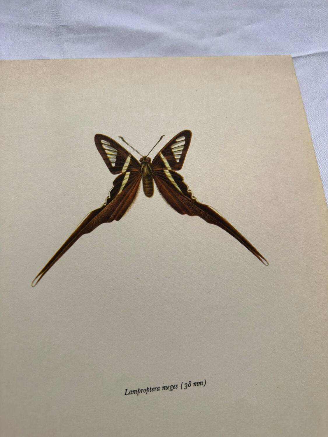 Gravure papillon planche botanique ancienne déco vintage