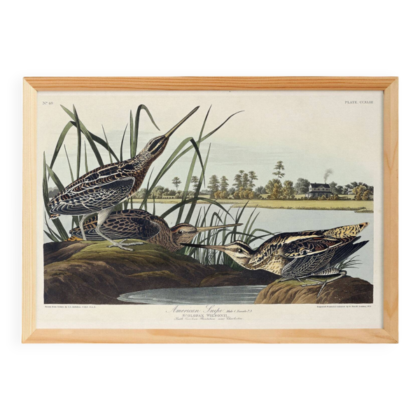 Affiche sur la Bécassine d’Amérique, d’après une gravure ancienne de 1827.
