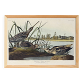 Affiche sur la Bécassine d’Amérique, d’après une gravure ancienne de 1827.