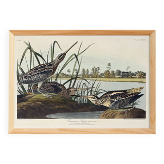 Poster about the American snipe, based on an old engraving from 1827.