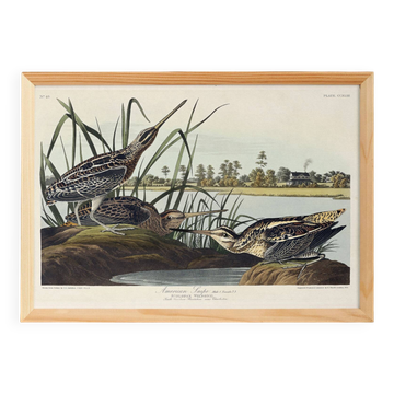 Affiche sur la Bécassine d’Amérique, d’après une gravure ancienne de 1827.
