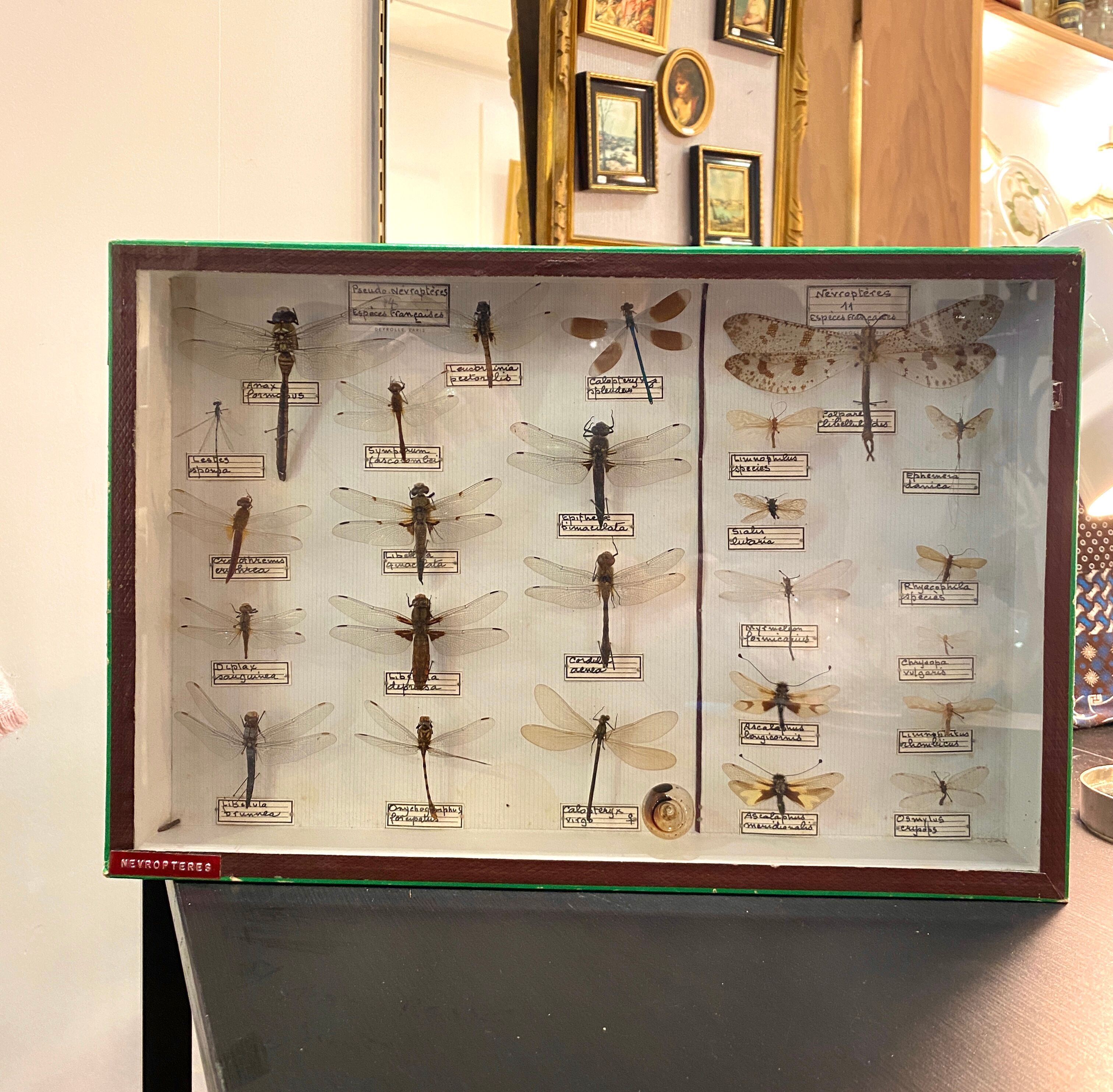 Entomology box showcase of dragonfly insects