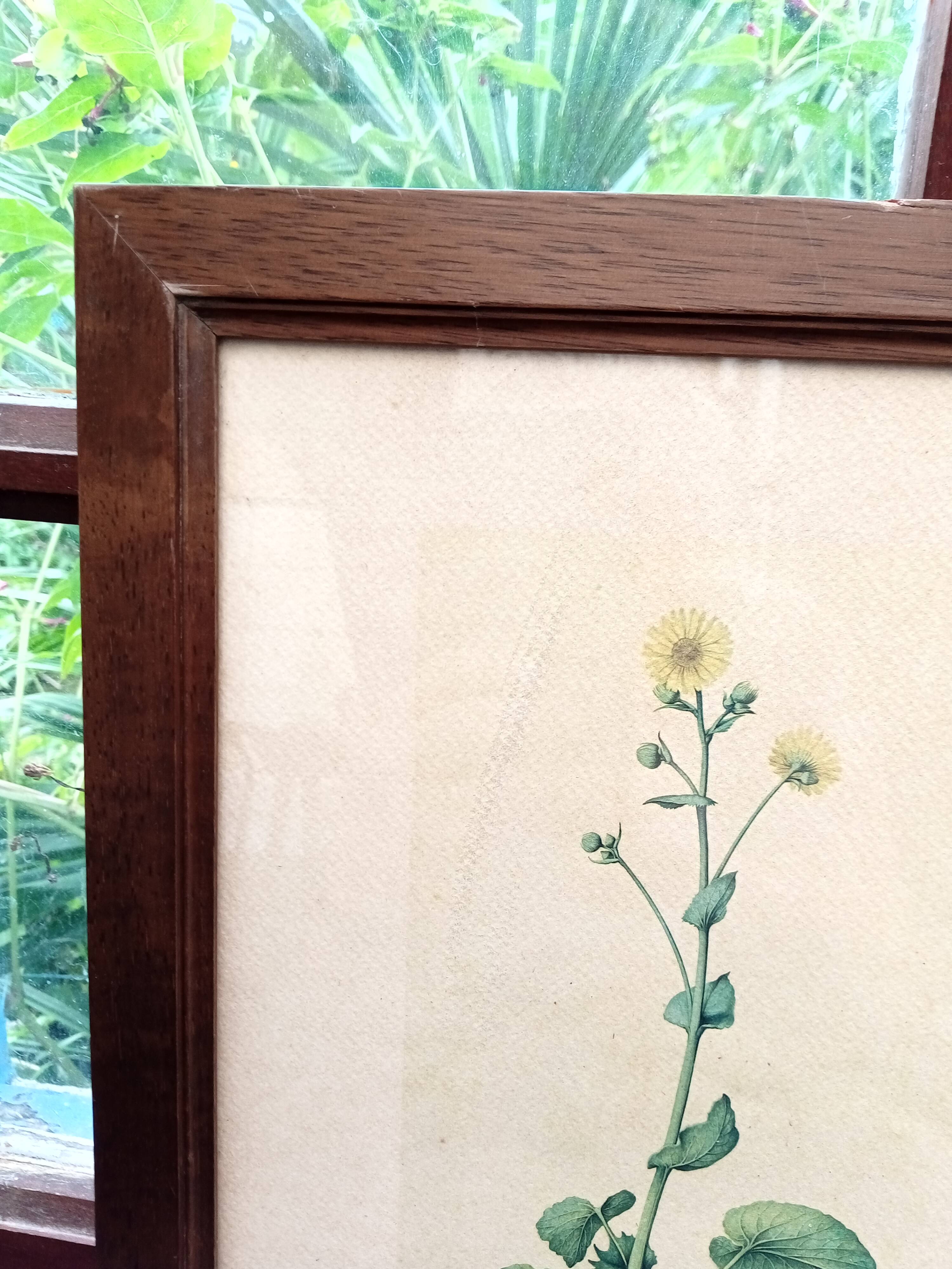 Botanical plate