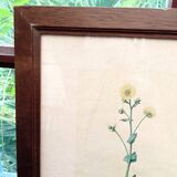 Botanical plate