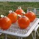 Set of 5 orange glass ball pendants from the 70s