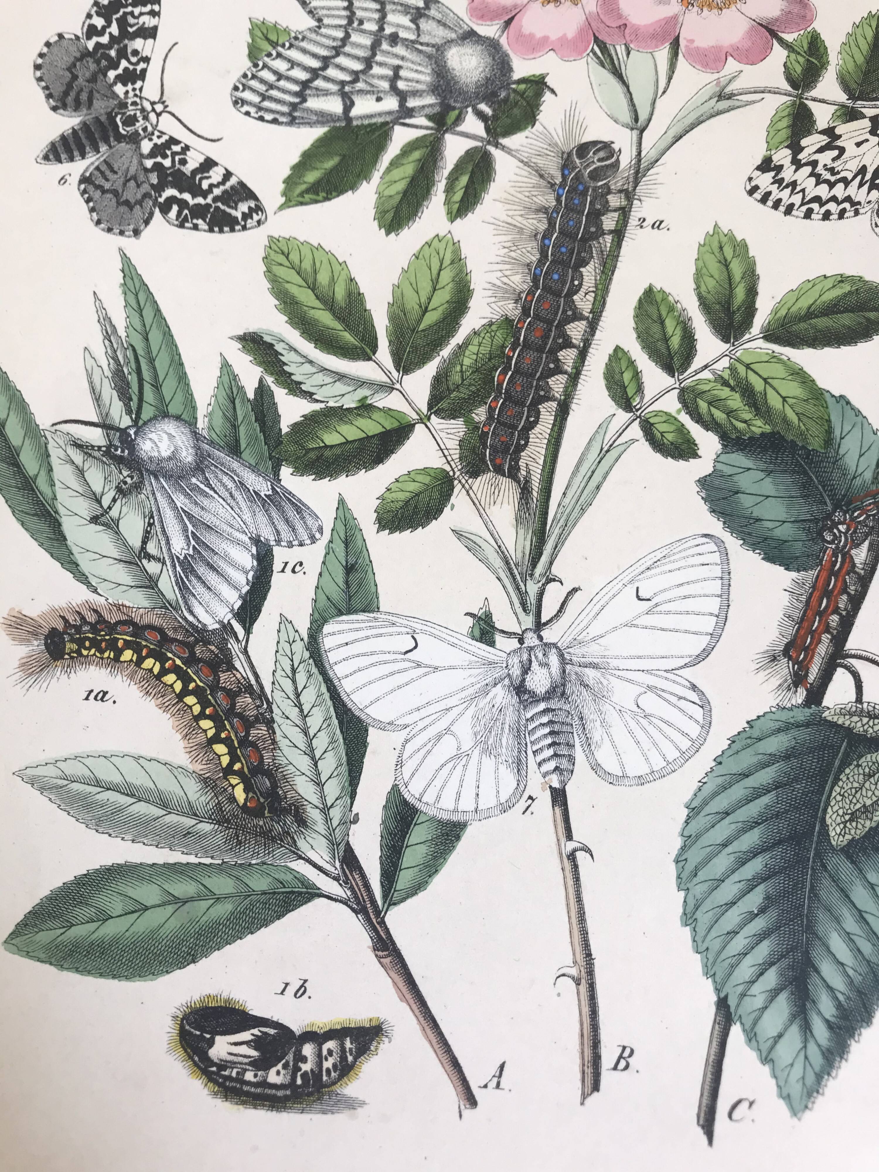 Flower and butterfly boards 1876