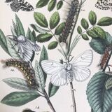 Flower and butterfly boards 1876