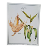 Corn botanical poster