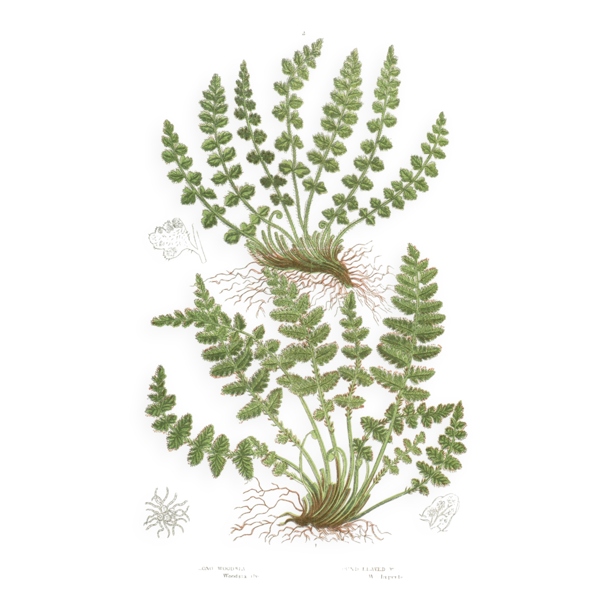 Gravure botanique ancienne 1889 - Fougères Woodsia par A. Pratt - nature