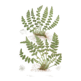 Gravure botanique ancienne 1889 - Fougères Woodsia par A. Pratt - nature