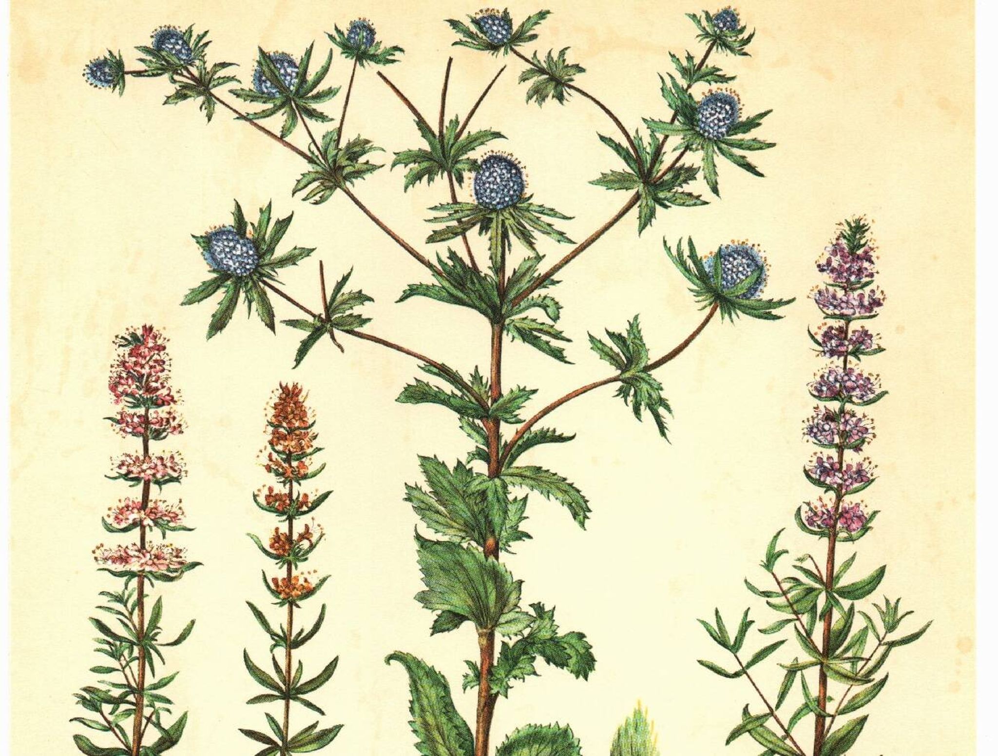 Vintage botanical plate Eryngium and Hyssop - Vintage herbarium illustration