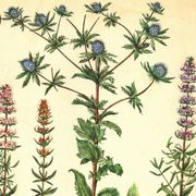 Vintage botanical plate Eryngium and Hyssop - Vintage herbarium illustration