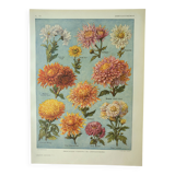Old engraving 1922 M. Dessertenne - Chrysanthemums, varieties, botany,