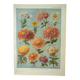 Old engraving 1922 M. Dessertenne - Chrysanthemums, varieties, botany,