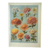 Gravure ancienne 1922 M. Dessertenne - Chrysanthèmes