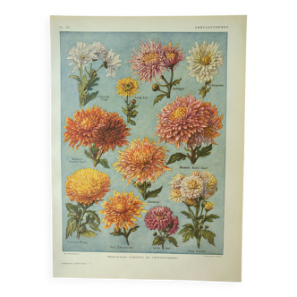 Old engraving 1922 M. Dessertenne - Chrysanthemums, varieties, botany,