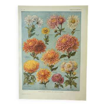 Old engraving 1922 M. Dessertenne - Chrysanthemums, varieties, botany,