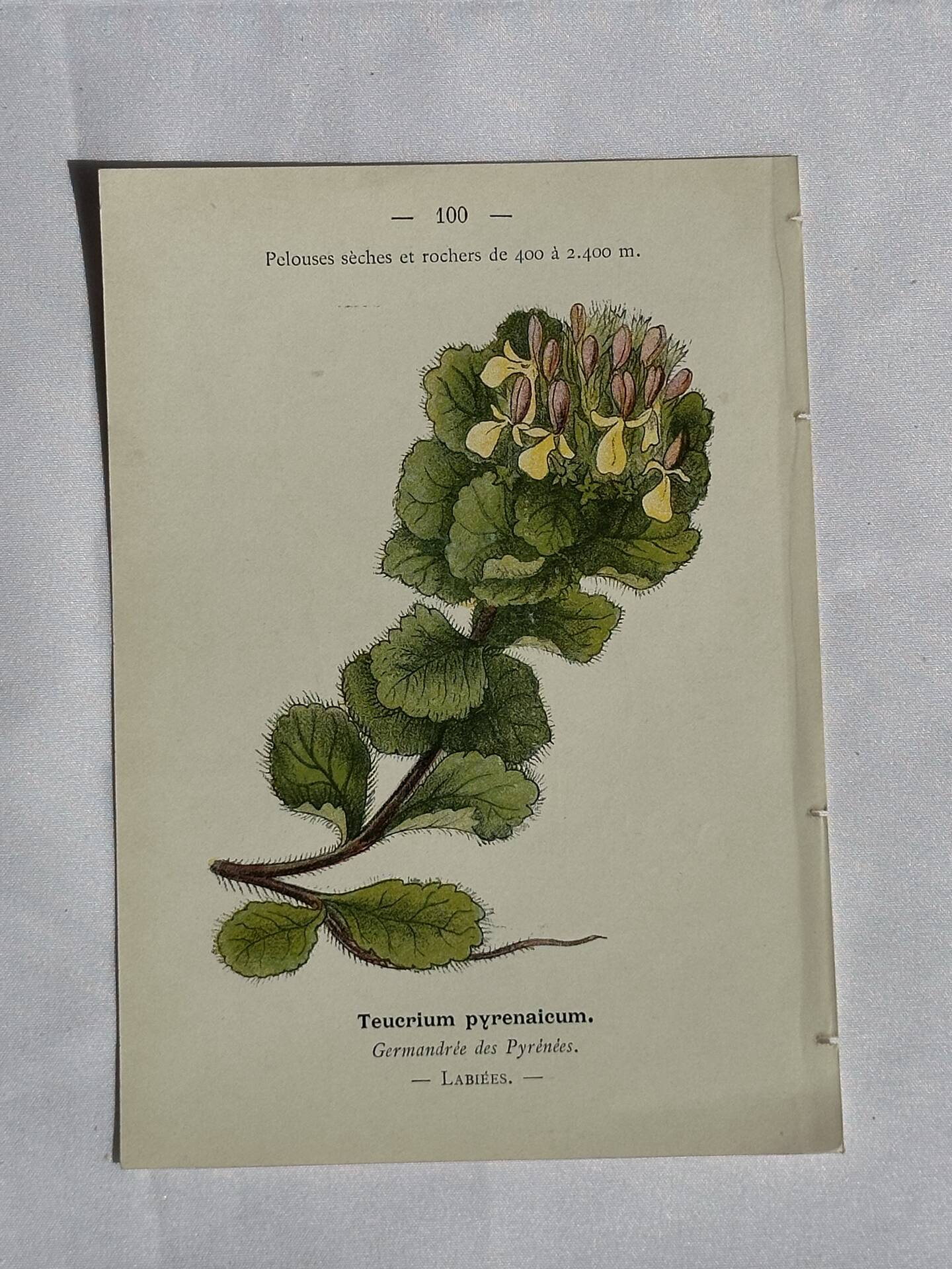 Gravure Botanique Ancienne XIXe – Lithographies Naturalistes  Fleurs &