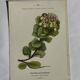 Gravure Botanique Ancienne XIXe – Lithographies Naturalistes  Fleurs &