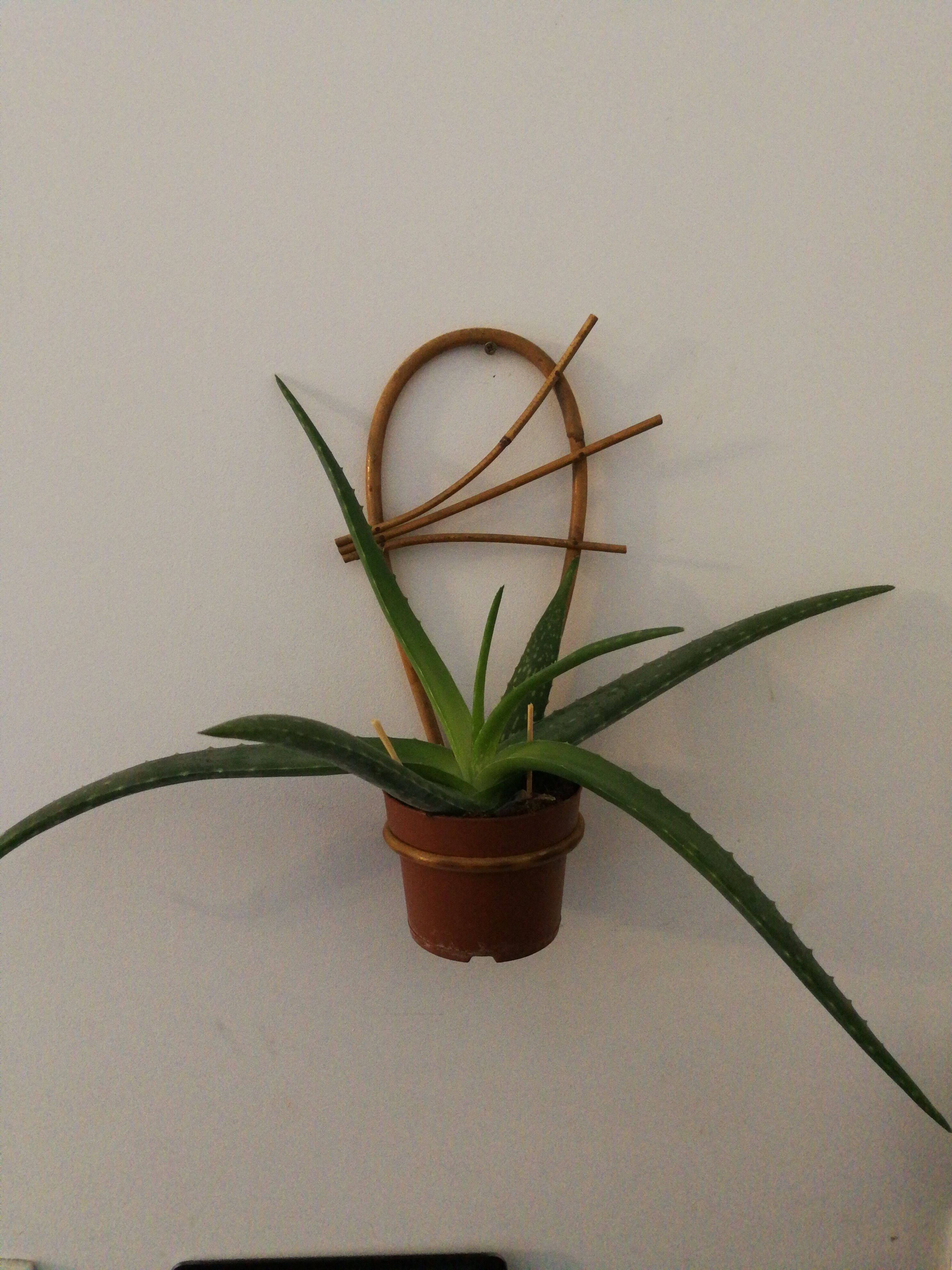 Duo d'appliques murale pour plante