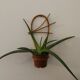 Duo d'appliques murale pour plante