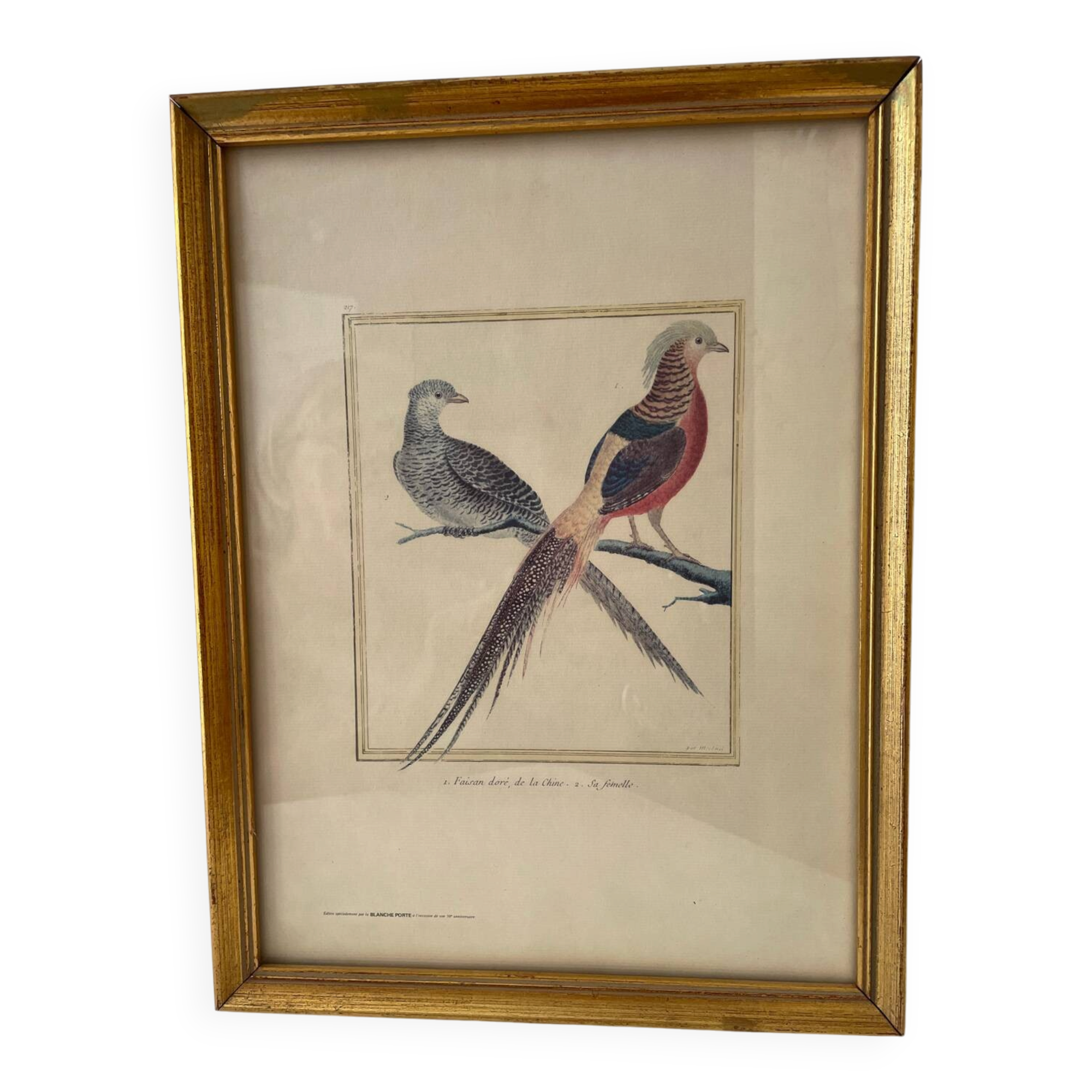 Zoological plate by François Martinet