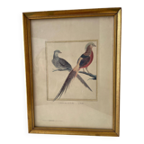 Zoological plate by François Martinet