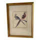 Zoological plate by François Martinet
