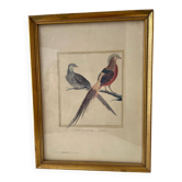 Zoological plate by François Martinet