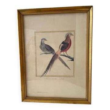 Planche zoologique François Martinet