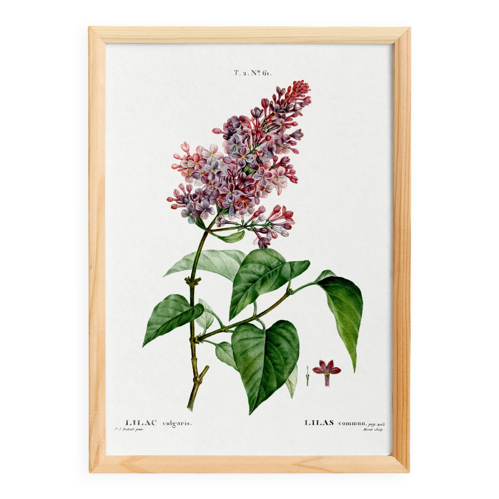 Botanical poster about lilac, after an old engraving from 1802