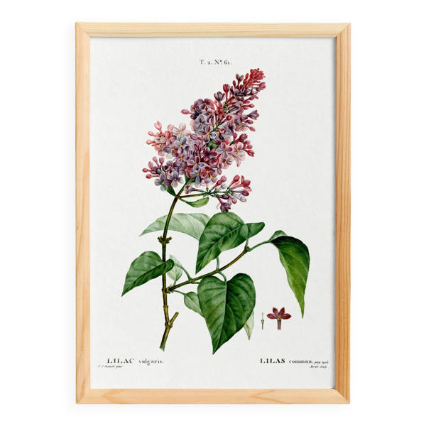 Affiche botanique sur le lilas, d’après une gravure ancienne de 1802