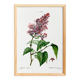 Botanical poster about lilac, after an old engraving from 1802