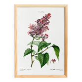 Affiche botanique sur le lilas, d’après une gravure ancienne de 1802