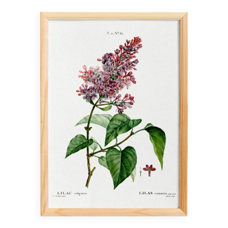 Botanical poster about lilac, after an old engraving from 1802