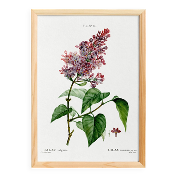 Botanical poster about lilac, after an old engraving from 1802