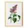 Botanical poster about lilac, after an old engraving from 1802