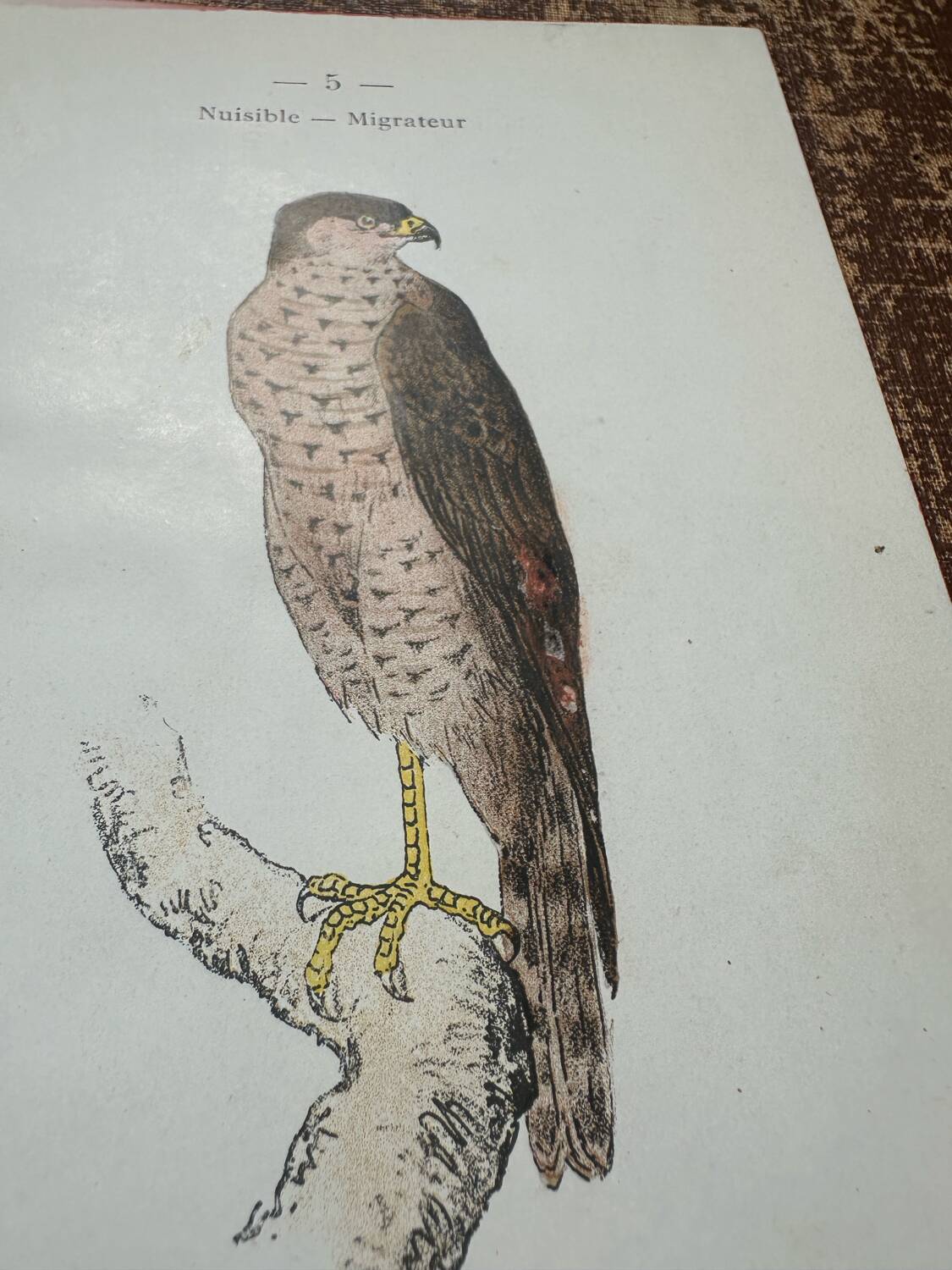 Vintage botanical board bird engraving 19th signed G Denise