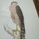 Vintage botanical board bird engraving 19th signed G Denise