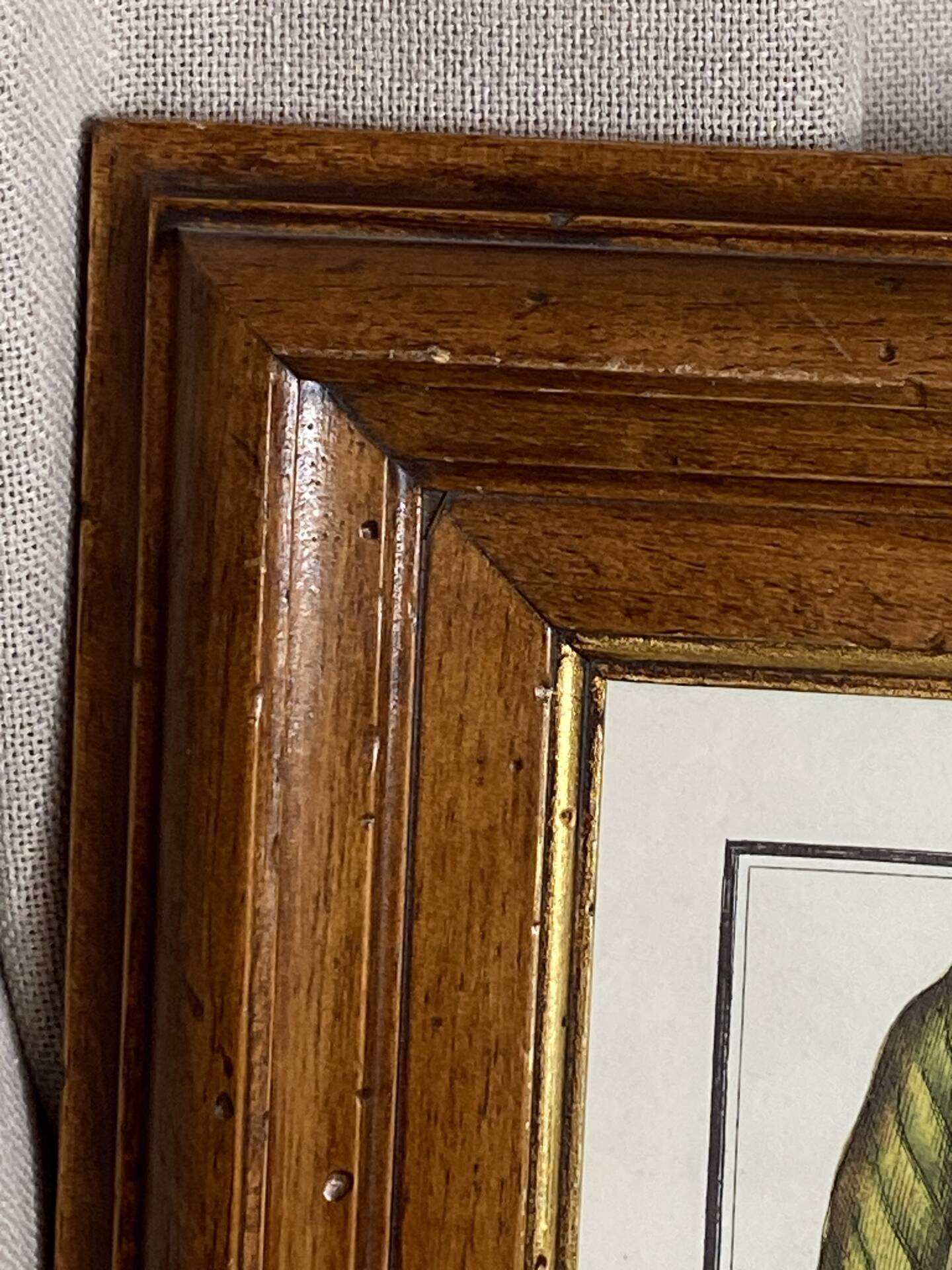 Framed botanical print, Atropa Belladonna