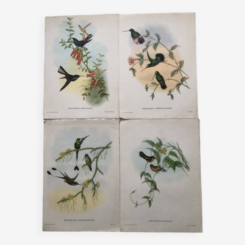 Lot 4 lithographie oiseaux série des colibri de john gould ornithologue anglais, imp walter 1950